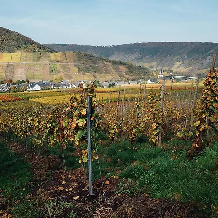 Merle 2* Бруттиг-Фанкель