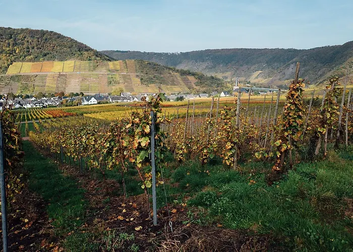 Merle 2* بروتيج-فانكيل